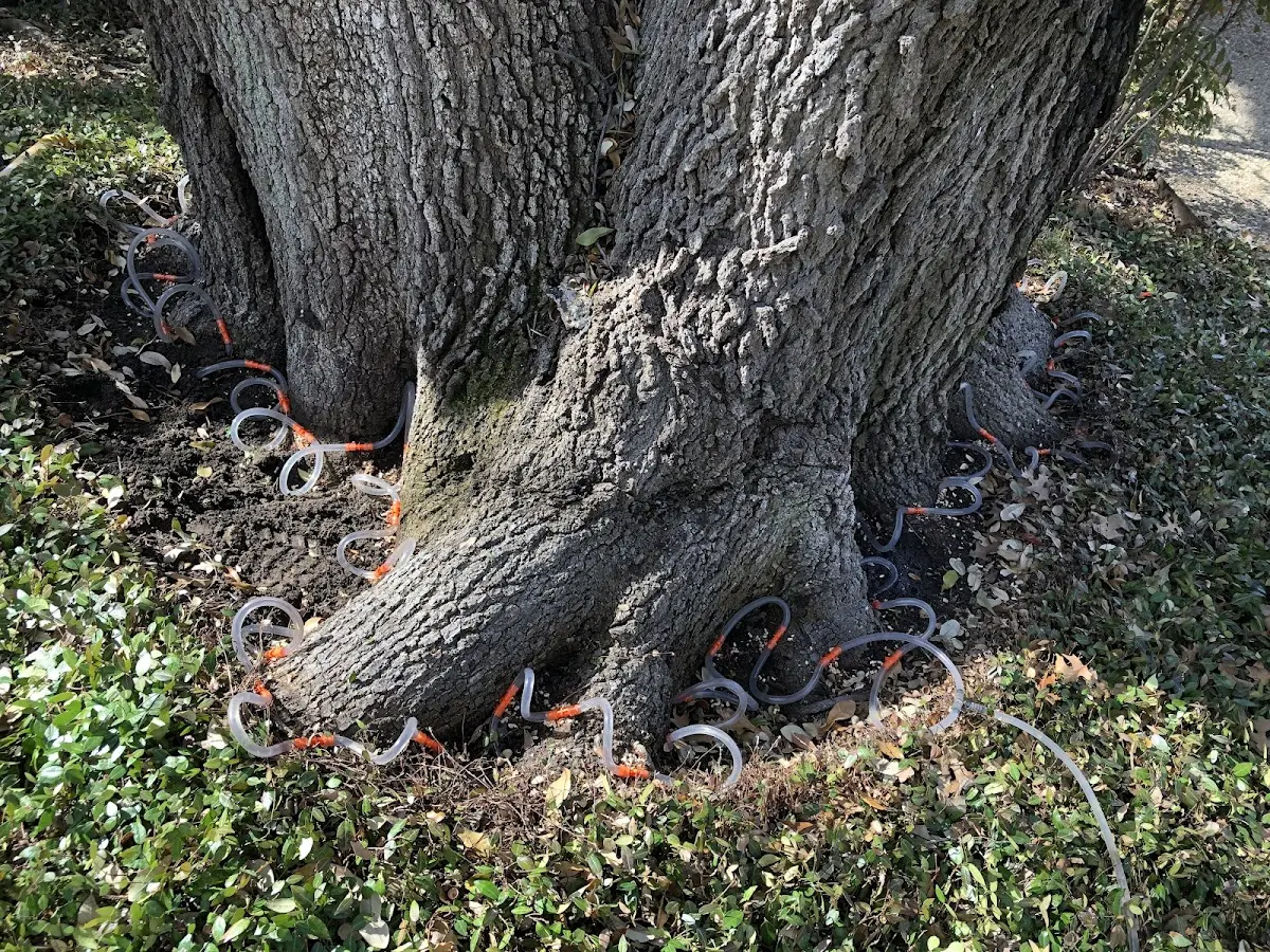 Detailed Tree Cabling and Bracing job site in Delphia