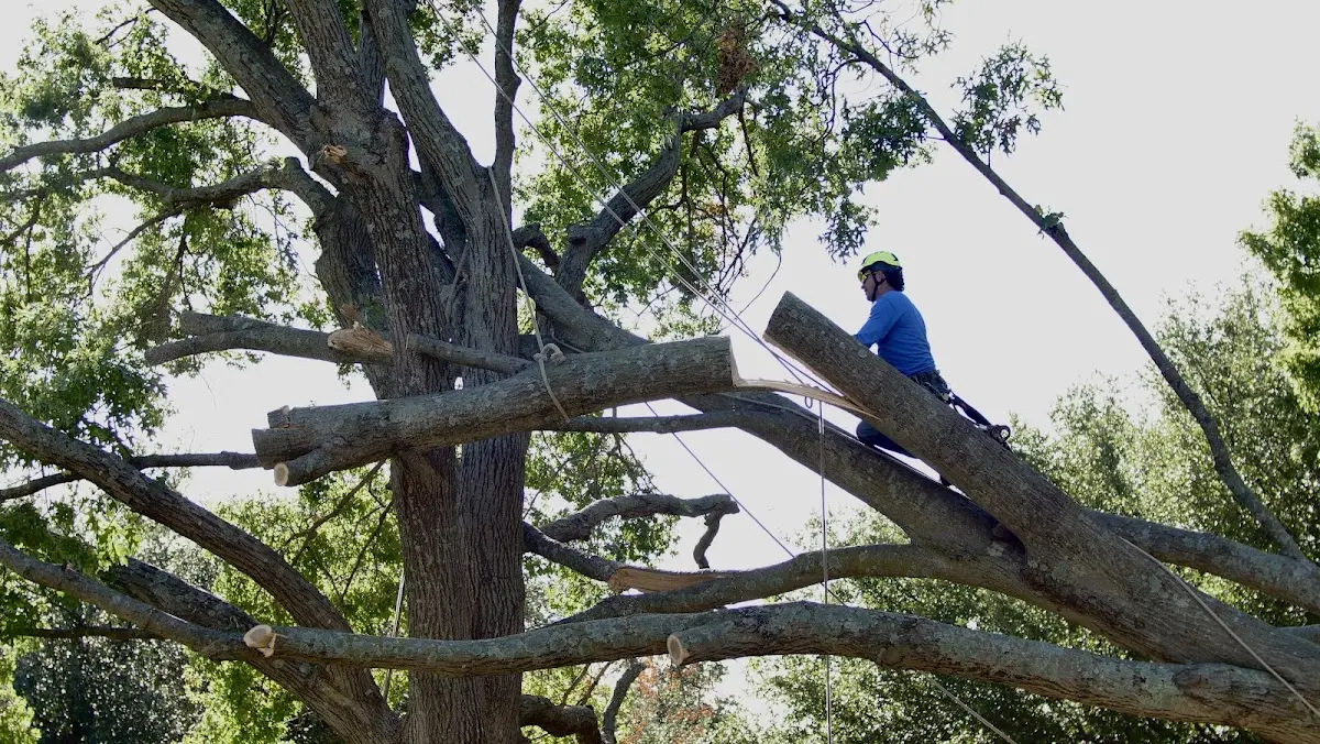 Professional Crown Thinning performed by certified arborists in Delphia