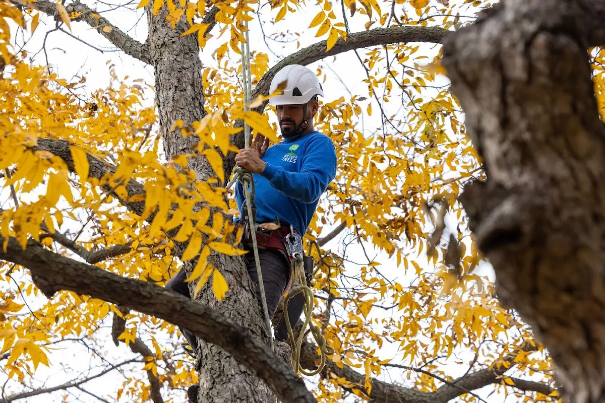 Skilled Tree Transplanting crew working in Delphia